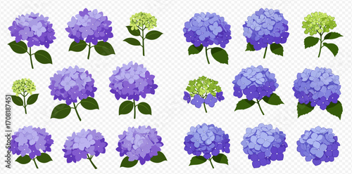 A collection of illustrated purple, blue, and green hydrangea flowers with stems and leaves, showcasing various bloom stages.
