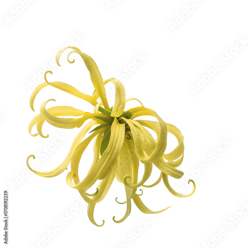 flower climbing ylang-ylang, cutout PNG transparent background