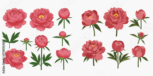 Collection of pink peony flowers in various stages of bloom, buds, and leaves, isolated on white.