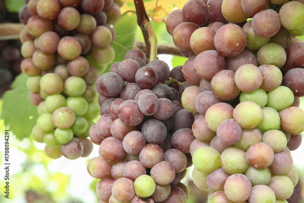 Obraz premium Purple and Green Grapes Growing on Vine During Harvest Season in Xinjiang China