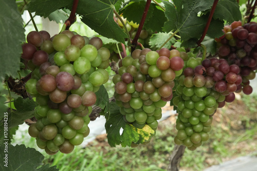 Wallpaper Mural Ripening Grape Clusters on Vineyard Vines During Harvest Season in Major Wine Producing Area Torontodigital.ca