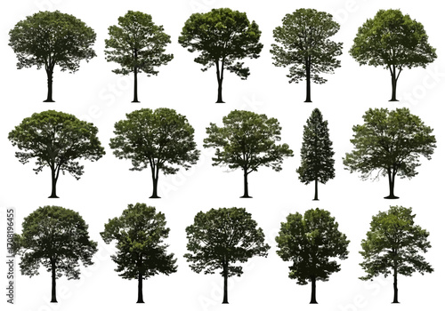 Vector art of diverse collection of fifteen green deciduous trees in silhouette, , representing various species and growth stages