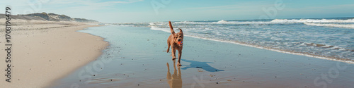Dog happily jumping with ball on beach in Denmark panorama