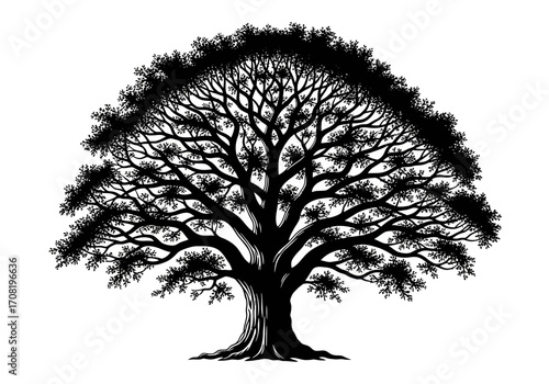 Vector art of detailed silhouette of a large, mature tree with an expansive canopy and intricate branching structure, isolated on a, symbolizing strength and longevity