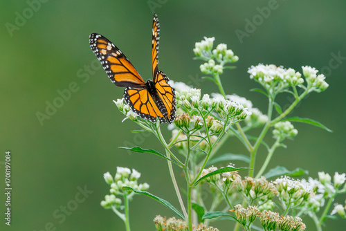 A monarch butterfly eating milkweed which makes them poisonous to predators. A migratory super generation in late summer lives up to six months to reach over wintering grounds in Mexico.