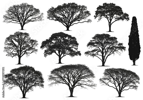 Vector art of collection of diverse deciduous tree silhouettes, showcasing various shapes and sizes, isolated on a clean for versatile design use