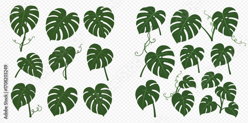 Collection of various sized Monstera deliciosa leaves, isolated on white background.