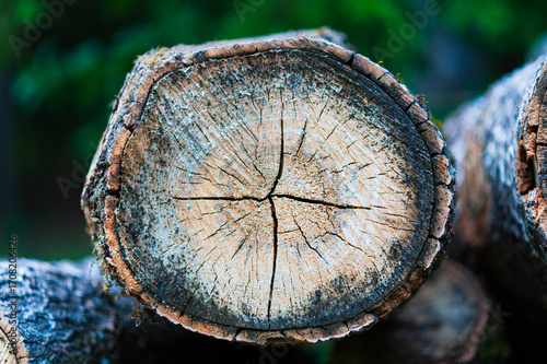 A close-up of a felled tree trunk with the wood grain visible