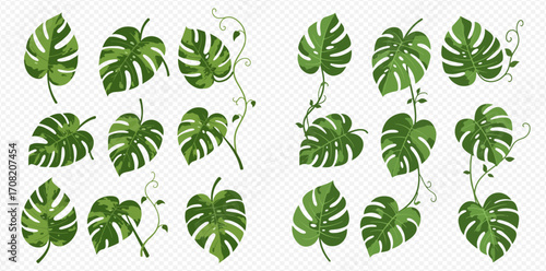 A collection of vibrant green Monstera deliciosa leaves and climbing vines, showcasing diverse tropical botanical elements.