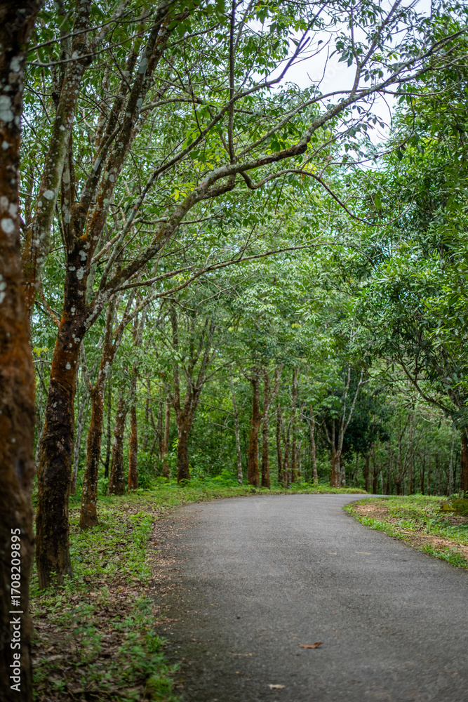 Fototapeta premium Winding Road Through Lush Green Forest. A rubber garden in Bangladesh is a plantation of rubber trees, primarily located in hilly regions like Chittagong and Cox's Bazar, that produces latex.