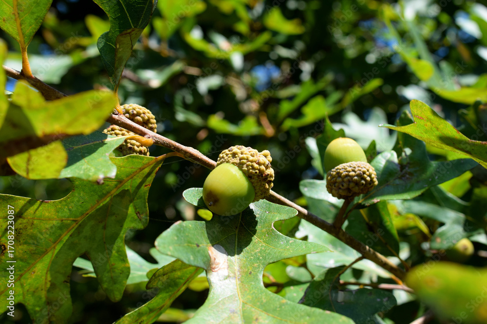 Obraz premium acorns on the tree