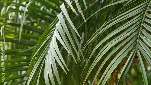 Palm leaves swaying in the wind.