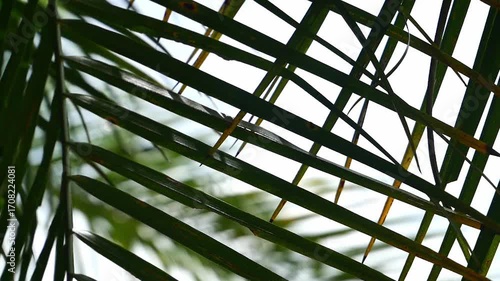Palm leaves swaying in the wind.