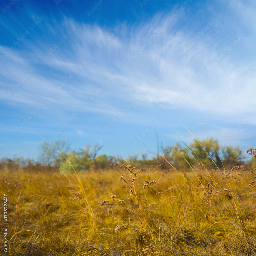 Fototapeta premium autumn wide dry prairie under a blue cloudy
