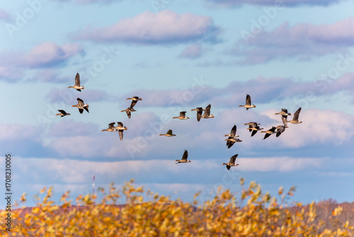 The greater white-fronted goose (Anser albifrons). Flock of greater white-fronter house in flight 