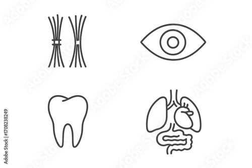 Medical icons set. Human body parts. Eye, tooth, muscle fiber, internal organs. Health care thin line symbols. Anatomy, biology concept. Simple outline vector elements.