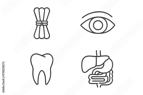 Anatomy line icon collection with human body parts. Eye, tooth, digestive system, muscle fiber bundle. Medical and health care outline symbols for website and app design.