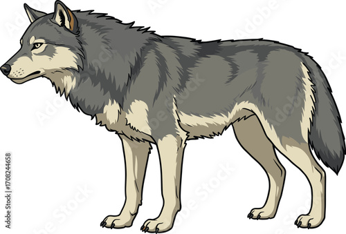 Gray wolf standing in side profile, detailed fur texture, wild animal portrait, realistic predator illustration, wilderness wildlife concept, CAD drawing flat vector illustration