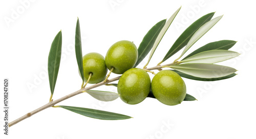 Wallpaper Mural Isolated Green Olives on Branch with Leaves, Fresh Mediterranean Food Ingredient for Cooking Torontodigital.ca