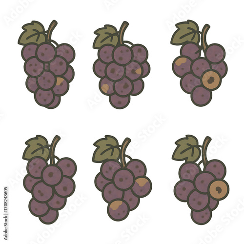 Rotten Grapes Cute Cartoon Vector Illustration, Grapes Decay Stages Flat Minimalist Vector Icons, Spoiled Grapes Bunch Hand Drawn Food Waste Illustration