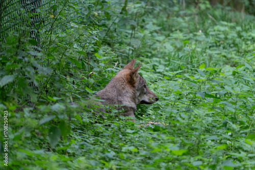 Fototapeta Naklejka Na Ścianę i Meble -  Wilk siedzący w zaroślach w puszczy białowieskiej