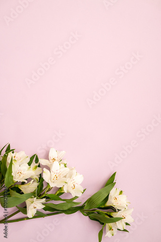 White lilies on soft pink background with green foliage displayed elegantly