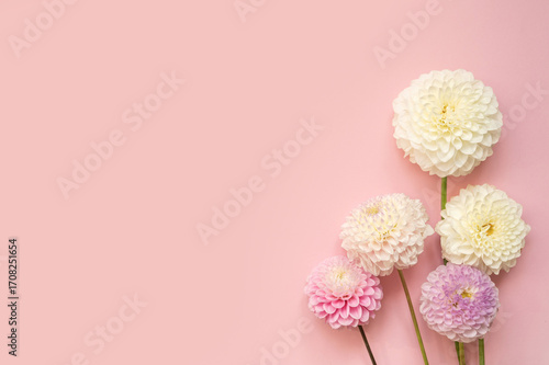 Elegant white and pink dahlias on soft pastel pink background