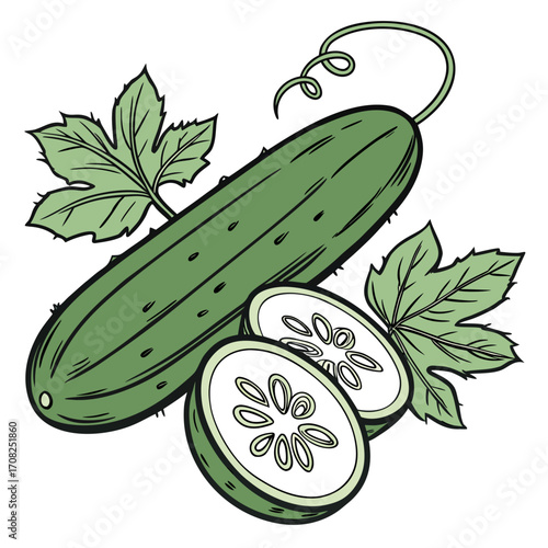 Fresh cucumber illustration with whole vegetable, sliced pieces and leaves, hand drawn botanical design for organic food, healthy eating, vegetarian nutrition and natural lifestyle concepts