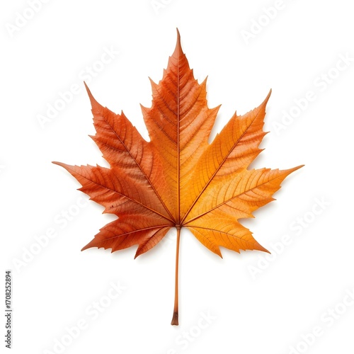 Wallpaper Mural red maple leaf Torontodigital.ca