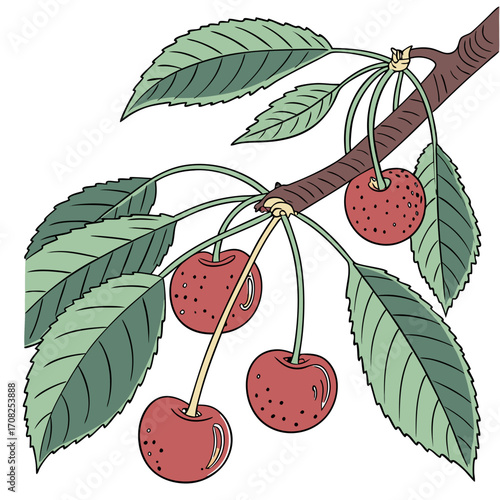 Illustration of a Cherry Branch with Ripe Cherries and Green Leaves