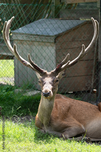 Fototapeta Naklejka Na Ścianę i Meble -  jeleń z ogromnym porożem siedzący an trawie w puszczy białowieskiej w rezerwacie