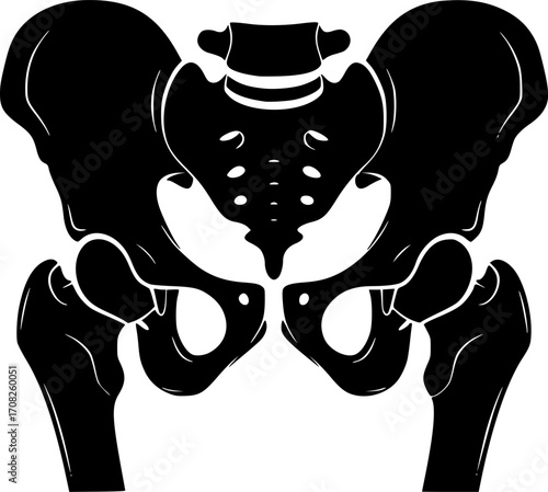 Human pelvis anatomy outline vector illustration hip bone structure medical graphic