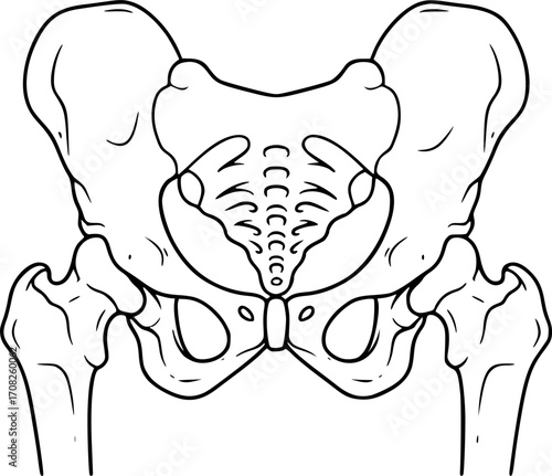 Human pelvis anatomy outline vector illustration hip bone structure medical graphic