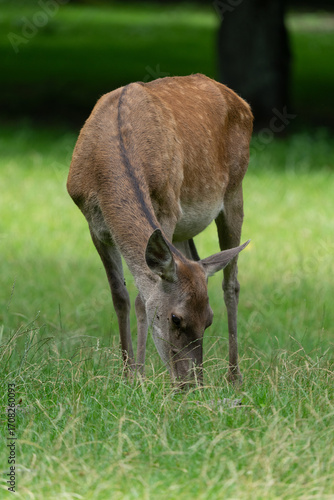 Fototapeta Naklejka Na Ścianę i Meble -  pasące się zwierze, jeleń, łania, w puszczy białowieskiej