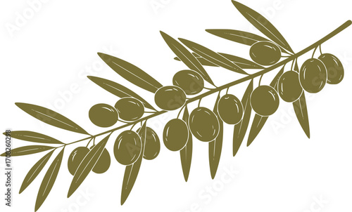 Olive branch with green and black olives illustration mediterranean diet ingredient organic food element agriculture vector