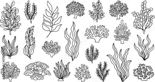 Collection sea plants silhouette marine underwater flora aquatic botanical nature design elements vector