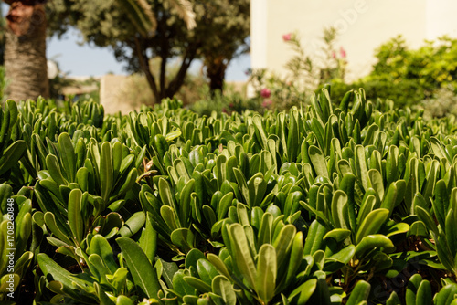 Close-up of vibrant green s...