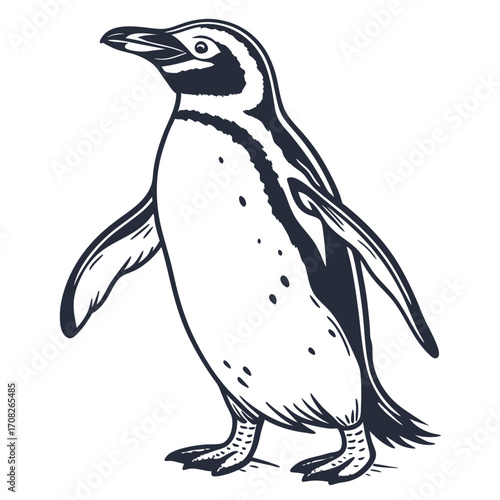Isolated illustration of a penguin standing on a plain white background