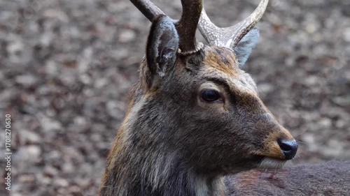Close up view of male sika deer buck looking around in the forest on a cloudy autum day