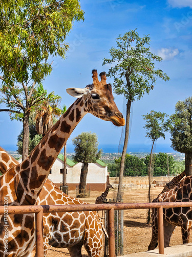 Two giraffe in a park. Giraffe frisst. Reticulated giraffe. Contact zoo. Suitable for social media, wildlife photography, and animal lovers content. Giraffe in the zoo. With space for text.