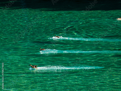Foto Enten landen im Wasser
