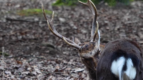 Close up view of male sika deer buck looking around in the forest on a cloudy autum day