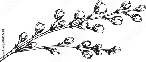 Black and White Sketch of a Branch with Unopened Flower Buds twig tree