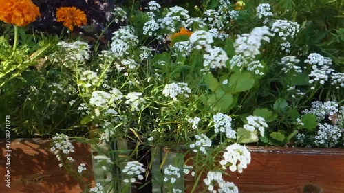 Close-up of white flowers swaying in the wind. Soft floral background.
