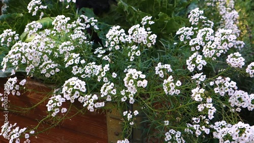 Close-up of white flowers swaying in the wind. Soft floral background.