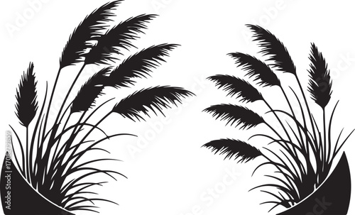 Silhouette of Pampas Grass Plumes Swaying in the Wind reeds vegetation