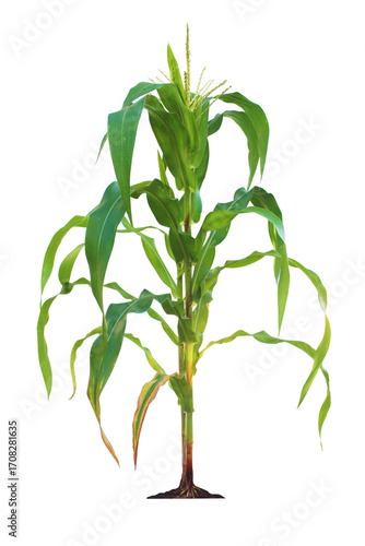 Corn plant  growing isolated on transparent background for garden design.