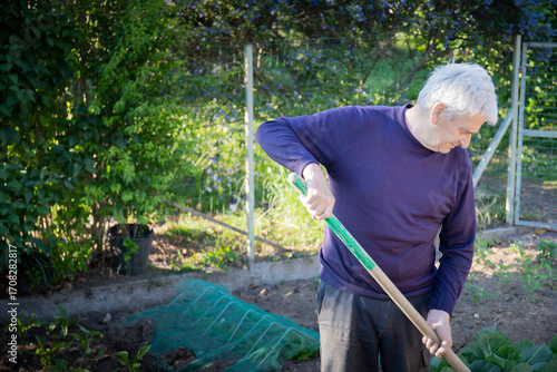 70 year old man cultivating vegetables in his garden with a shovel. Background with copy space.