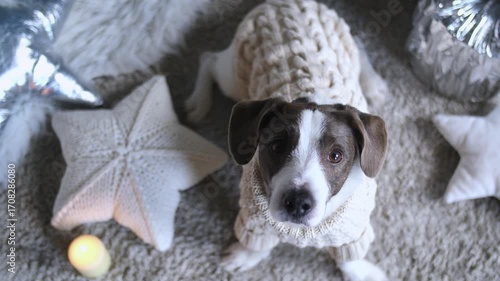 Cute jack russell terrier puppy wearing a beige knitted christmas sweater, lying on a carpet surrounded by christmas decorations, looking up at the camera