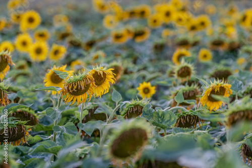 Słonecznik na polu słoneczników, żólte kwiaty w pełnym rozkwicie zbliżenie